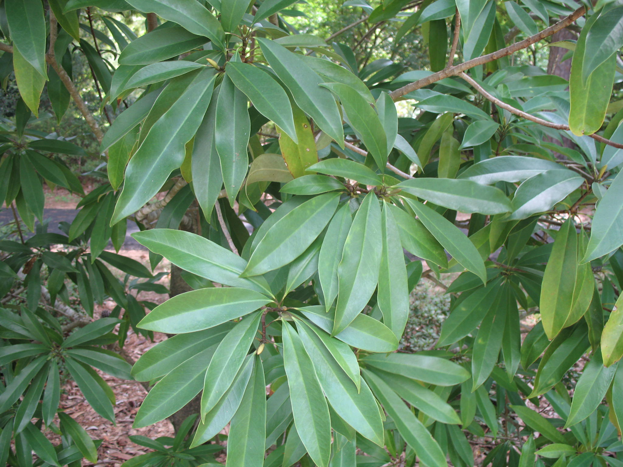 Magnolia fordiana